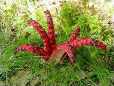 C'est un champignon et non pas un chapeau de joker !
Disons son nom à haute voix.