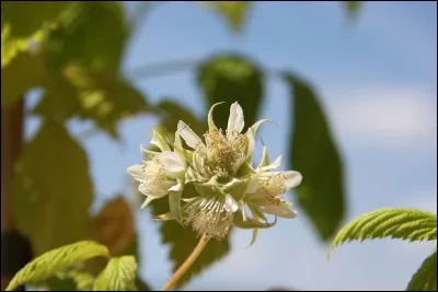 Quelle est cette photo ?