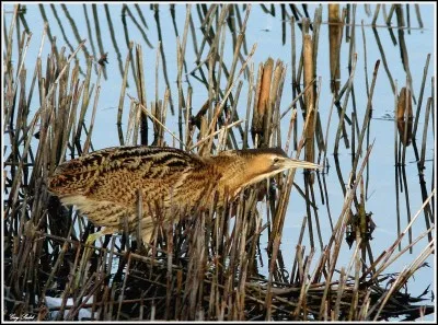 Quel est l'habitat du butor ?