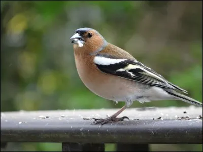 Qui a conçu une triste théorie après être allé aux îles Galapagos et avoir vu des pinsons ?