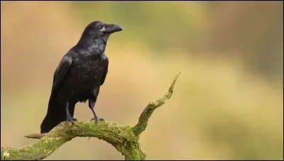 Ces oiseaux sont largement considérés par les chercheurs comme étant parmi les animaux les plus intelligents. Qui sommes-nous?