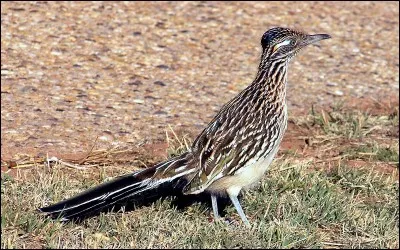 Dans la vie réelle, quel oiseau de dessin animé des Warner Brothers ne peut courir qu'à environ 23 km/h ?