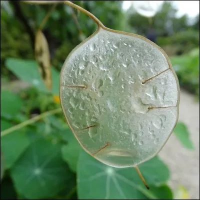 Les fleurs ont aussi leur monnaie. 
C'est la monnaie du....