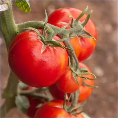 Aujourd'hui cultivée dans tous nos jardins, de quel pays nous vient la tomate ?