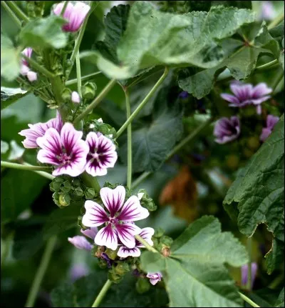 La guimauve est un bonbon bien connu des petits comme des grands. Mais savez-vous quelle partie de la plante était autrefois utilisée pour la fabriquer ?