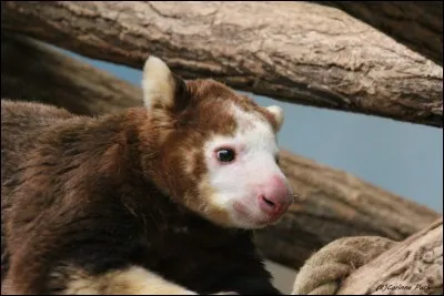 Cette espèce est...