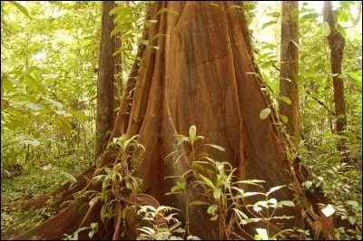 Il est fort à l'escalade.