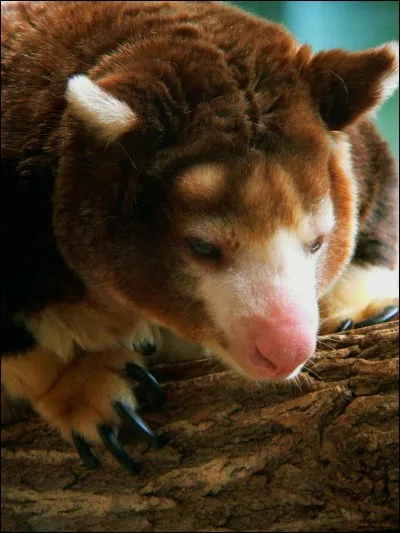Le dendrolague de Matschie peut vivre jusqu'à...