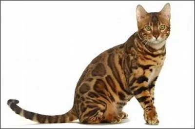 Quelles sont tes qualit&eacute;s ?