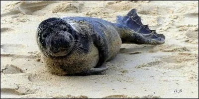 Dans quel sport peut-on utiliser de la 'peau de phoque' ?