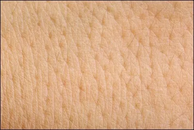 Quelle est la couche la plus mince de la peau ?