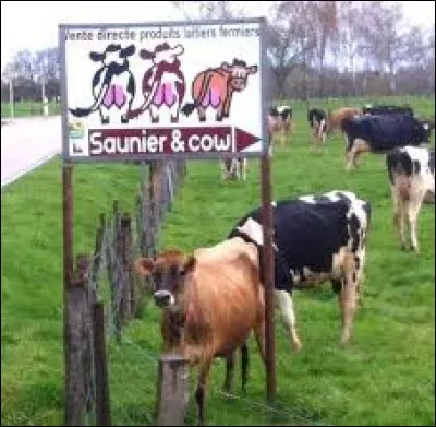 En dehors des "traditionnelles" Prim'Holstein, des agriculteurs ont depuis un an ces petites vaches marron qui portent le nom de ...