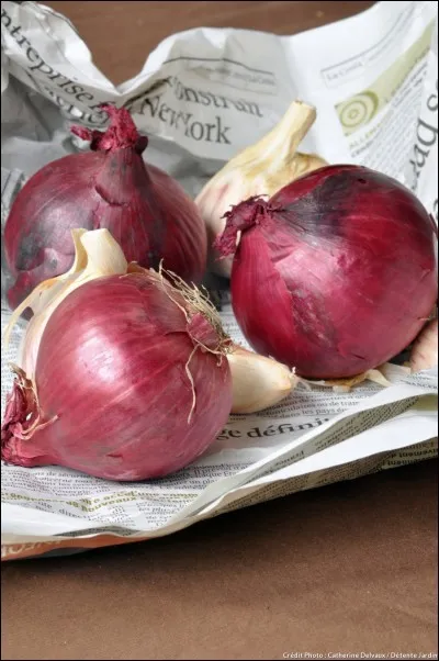 À partir de quel siècle au Moyen Âge plantons-nous des oignons ?