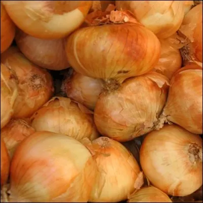 Traduisez le mot "oignon" en latin ?