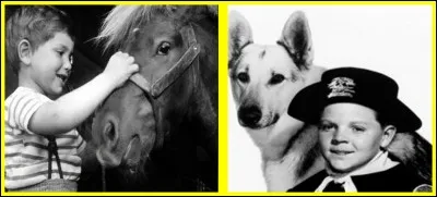 Si je vous dis : "Rintintin". Quel buzz allez-vous choisir ?