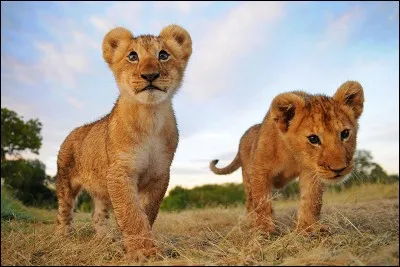 S'il est né entre le 23 juillet et le 22 août, il est :
