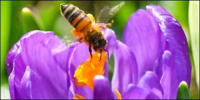 S'il est né entre le 22 mai et le 21 juin, il est :