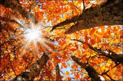 L'automne arrive au mois de novembre.