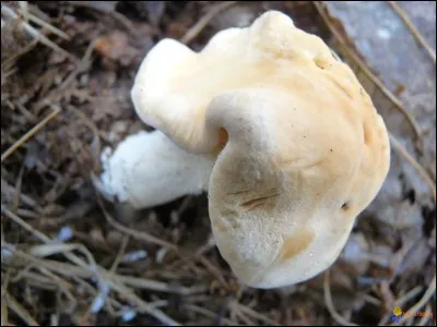 Le pied-de-mouton a des aiguillons sous son chapeau.