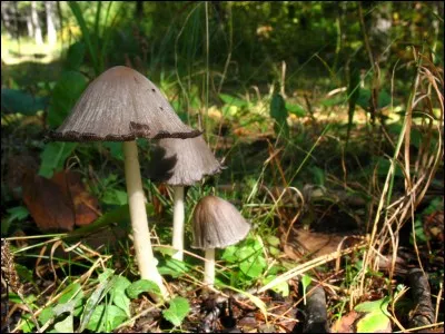 Il en est autant avec le coprin noir d'encre.