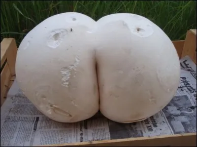 Cette photographie est truquée.