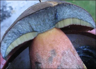 Les bolets bleuissants à la coupe sont toxiques.