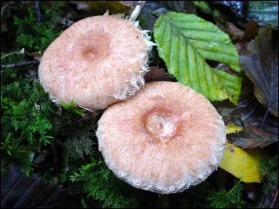 Ce champignon s'appelle "lactaire à coliques".