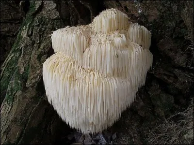 L'hydne hérisson est comestible.
