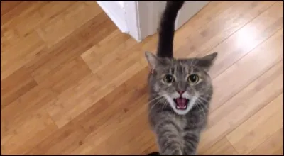 Le chat n'aime pas...