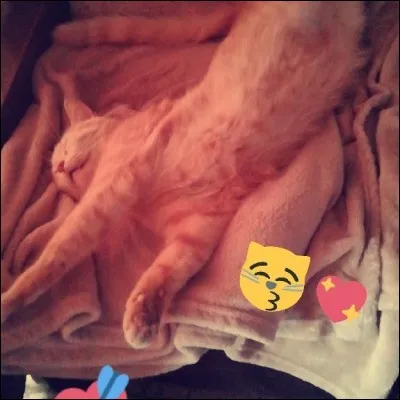 Combien de races de chats y a-t-il dans le monde ?