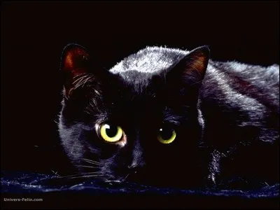 Les chats peuvent voir ...