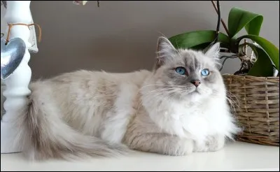Comment s'appelle cette race de chat ?
