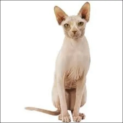 Maintenant, voici une des races de chats à poils courts, mais quel est son nom ?