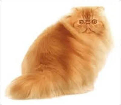 Quelle est cette race de chat ?