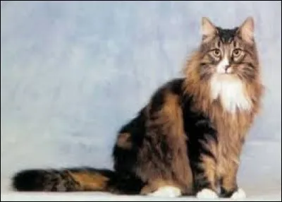 Quel est le nom de cette race de chat ?