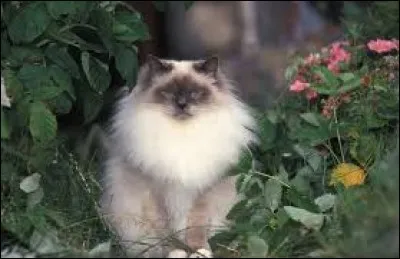 Comment nomme-t-on cette race de chat ?