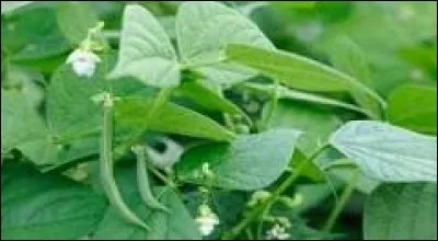 Sur quelle partie de la plante essentiellement, se situent des poils absorbants ?