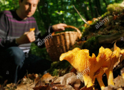Quiz La cueillette de champignons
