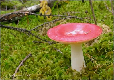 Et pour terminer la cueillette, ce champignon est...