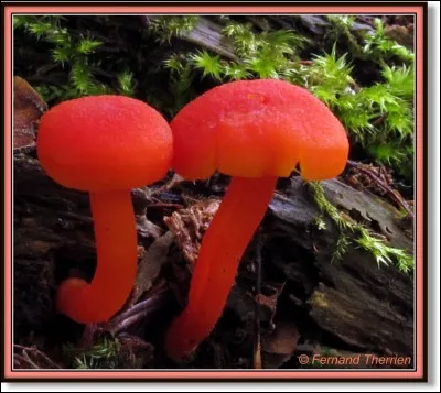 Je continue tranquillement ma balade, et en inspectant les environs, j'y découvre un drôle de champignon, et j'aimerais en avoir davantage d'informations.