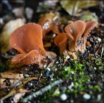 Une cueillette nous permet de découvrir des chef-d'oeuvres de la nature ! Mais je ne suis pas un expert, donc je ne sais pas ce que c'est, mais vous pourrez sûrement m'aider à résoudre le problème !