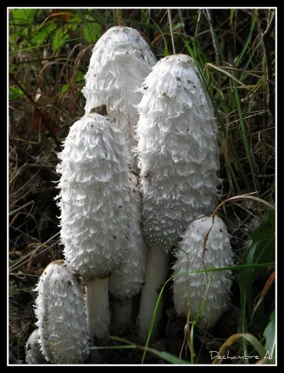 Aaaah! Que c'est agréable de se balader dans la forêt fraîche et humide ! Tiens ! Mais que... !
Je ne sais absolument pas ce que c'est !
