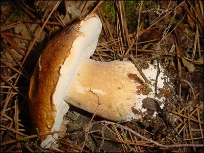 Regardez. J'ai trouvé ceci dans un petit endroit caché de la forêt. Cette fois, je sais ce que c'est ! C'est...