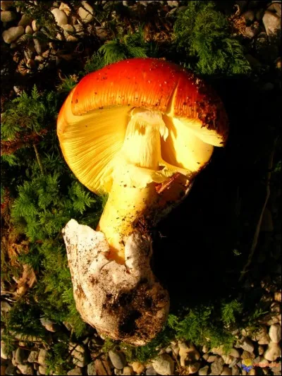 J'ai trouvé cette amanite pas loin des champignons précédents. Et c'est sûrement une amanite tue-mouches sans flocons (elle les perd suite à une forte pluie).