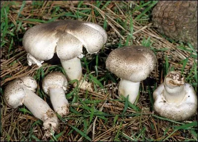 Bref, je vais aller dans les prés espérant y trouver des agarics champêtres.
Et ça, qu'est-ce que c'est ?