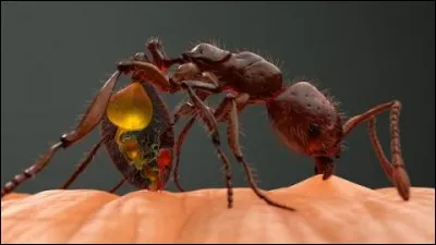 La piqûre de la fourmi nommée boulet de canon est la plus douloureuse au monde :