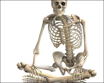 À l'âge adulte, combien d'os comporte le corps humain ?