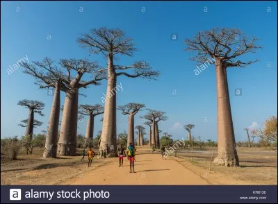 O&ugrave; se trouve l'avenue des baobabs, une route de terre bord&eacute;e par une douzaine d'arbres ?