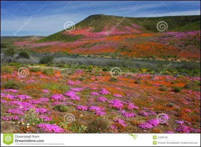 Le Namaqualand est l'un des endroits les plus arides d'Afrique. Mais au printemps un peu de pluie le transforme en un immense champ de fleurs sauvages. O&ugrave; se trouve-t-il ?