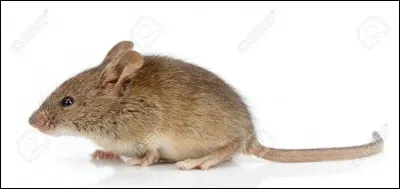 Quel nom porte le fouet &agrave; lani&egrave;re nou&eacute;es ?